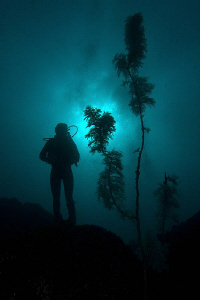 Diver and gorgonian, Julian Rocks by Doug Anderson 